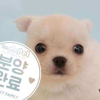 장모치와와 ♀ 03.11 분양완료