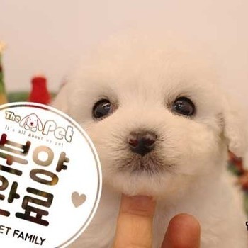 비숑프리제 ♂ 10.30 분양완료