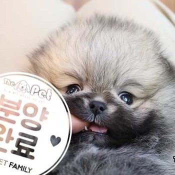 포메라니안 ♂ 11.18 분양완료