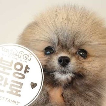 포메라니안 ♀ 06.30 분양완료