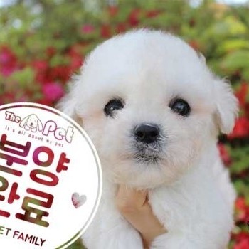 말티푸 ♂ 02.28 분양완료