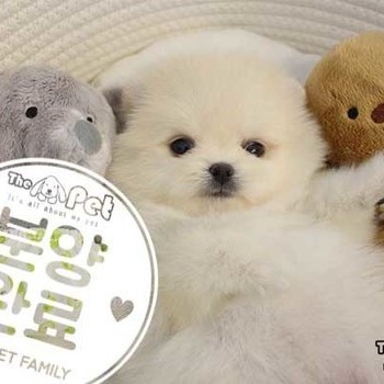 포메라니안 ♂ 01.14 분양완료