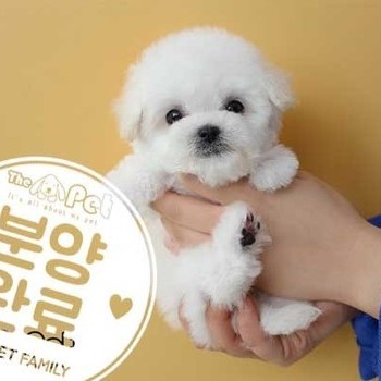 비숑프리제 ♀ 01.15 분양완료