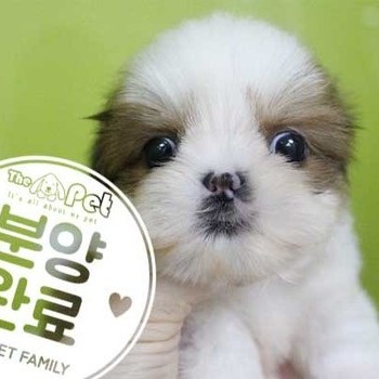 시츄 ♂ 05.27 분양완료