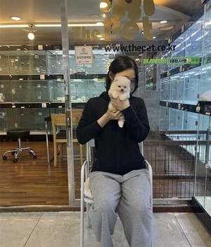 포메라니안 분양후기 [23.05.29]