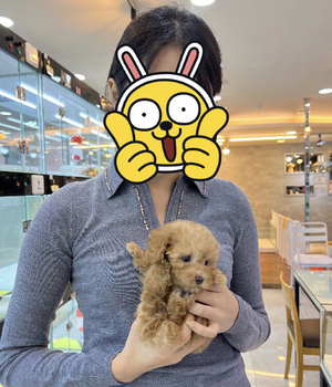 푸들 분양후기 [23.09.28]
