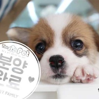 웰시코기 ♂ 10.30 분양완료