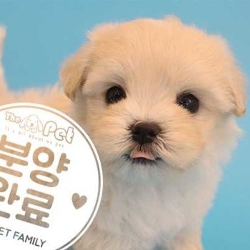 말티푸 ♀ 06.30 분양완료