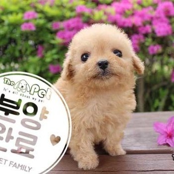 푸들 ♀ 02.14 분양완료