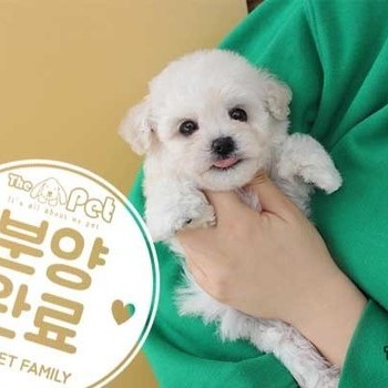 비숑프리제 ♀ 11.25 분양완료