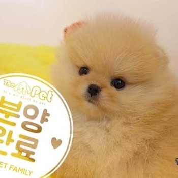 포메라니안 ♀ 11.04 분양완료