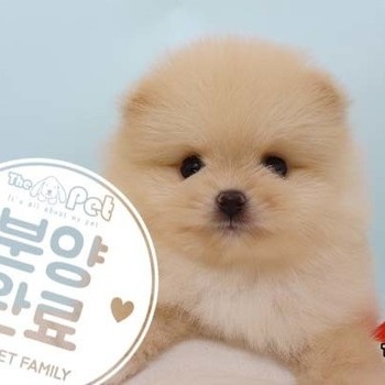 포메라니안 ♂ 03.10 분양완료
