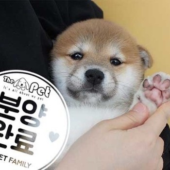 시바이누a ♂ 12.24 분양완료