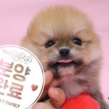 포메라니안 ♂ 03.24 분양완료