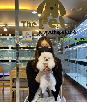 포메라니안 분양후기 [23.05.07]
