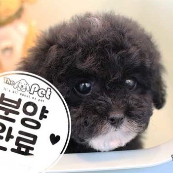 말티푸 ♂ 11.26 분양완료