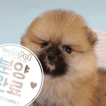 포메라니안 ♂ 03.12 분양완료