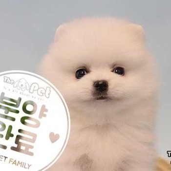 포메라니안 ♂ 03.29 분양완료