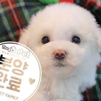 비숑프리제 ♂ 10.16 분양완료