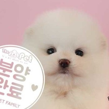 포메라니안 ♀ 02.19 분양완료