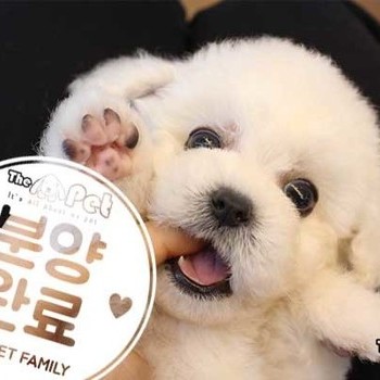 비숑프리제 ♂ 11.12 분양완료
