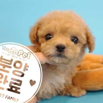 말티푸 ♂ 06.29 분양완료