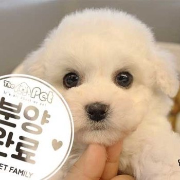 비숑프리제 ♀ 01.09 분양완료