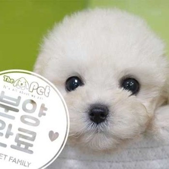 말티푸 ♀ 06.12 분양완료