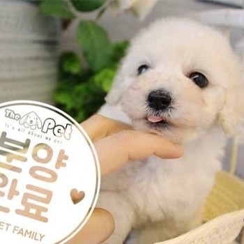 푸숑 ♀ 9.10 분양완료