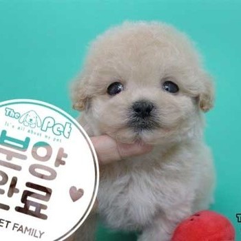 푸들 ♂ 04.09 분양완료