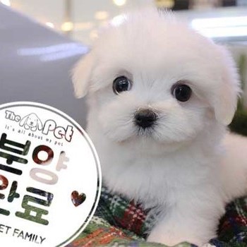 말티즈 ♀ 10.7 분양완료