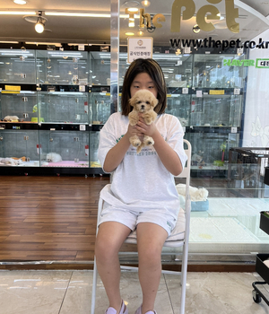 말티푸 분양후기 [23.08.05]