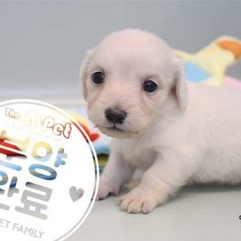닥스훈트 ♀ 11.28 분양완료