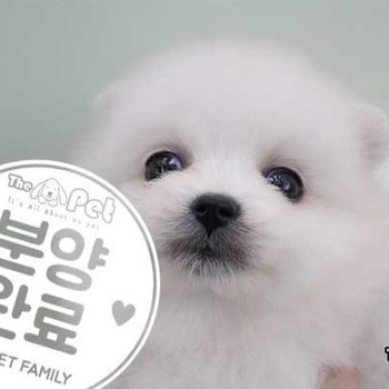 스피츠 ♀ 11.11 분양완료