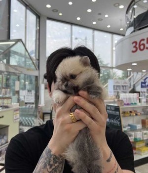 포메라니안 분양후기[23.05.26]