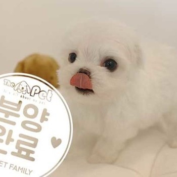 말티즈 ♂ 06.25 분양완료