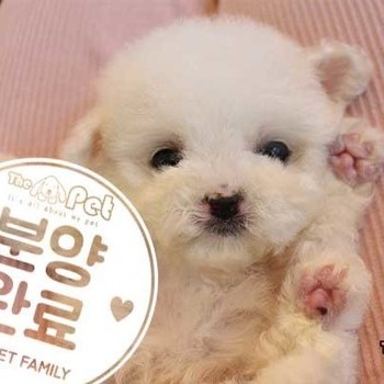 비숑프리제 ♂ 02.13 분양완료