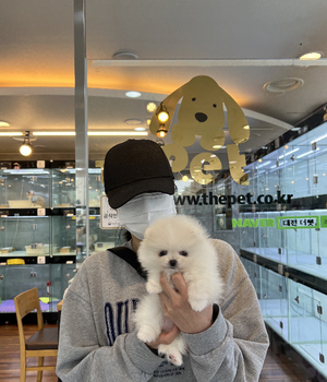 포메라니안 분양후기 [23.05.07]