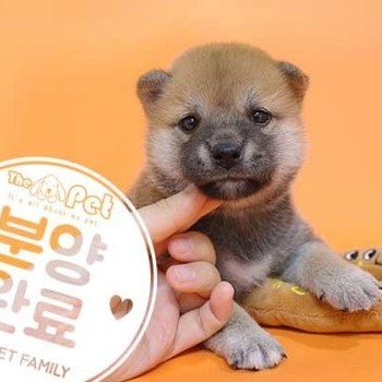 시바이누 ♀ 05.13 분양완료