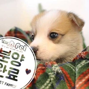 웰시코기 ♂ 10.1 분양완료