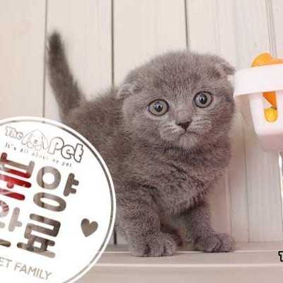 스코티쉬폴드 ♀ 10.30 분양완료