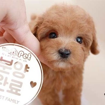 푸들 ♂ 9.17 분양완료