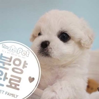 비숑프리제 ♂ 03.19 분양완료