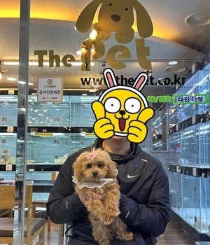 푸들 분양후기 [23.03.20]