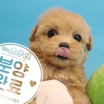 말티푸 ♀ 07.16 분양완료