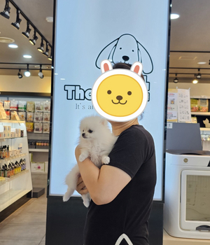 포메라니안 분양후기/중리점 [23.08.26]