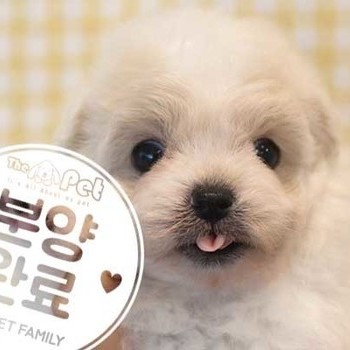 푸들 ♀ 07.06 분양완료