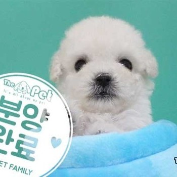 푸숑 ♂ 04.16 분양완료