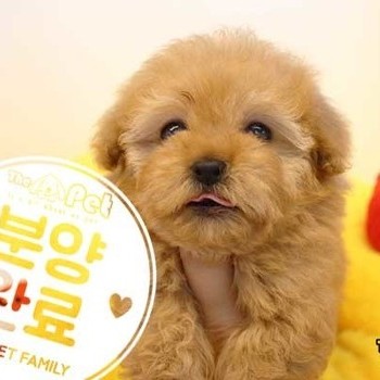 말티푸 ♀ 11.06 분양완료