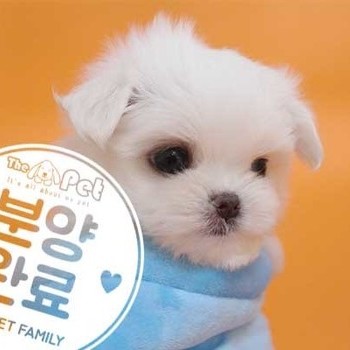 말티즈 ♀ 05.05 분양완료